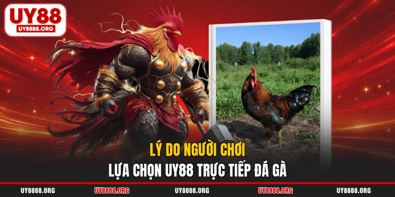 Lý do người chơi lựa chọn UY88 trực tiếp đá gà